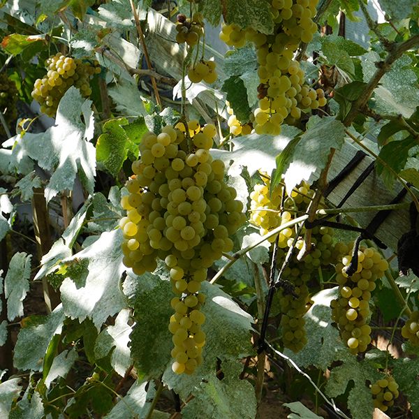 Удобрения для винограда подкормка корневая внекорневая признаки нехватки