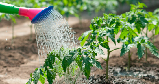как правильно поливать растения