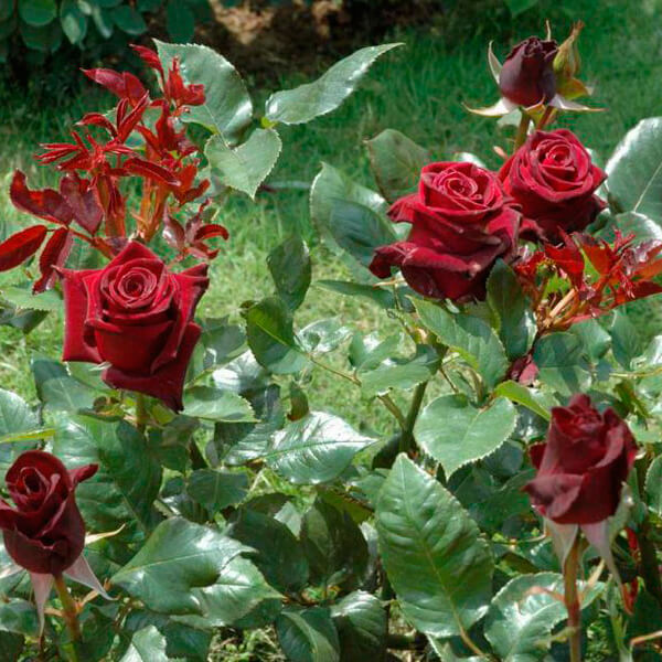 Как привить розу на шиповник пошаговая инструкция