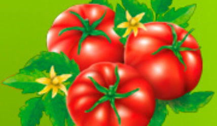 Как правильно посеять помидоры на рассаду