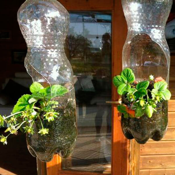технология выращивания клубники в бутылках