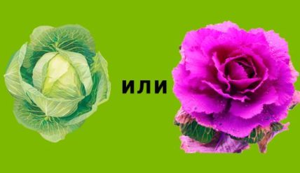 Стоит посадить на своём участке декоративную капусту!