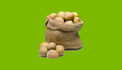 Выращивание картофеля — как получить максимально возможный урожай