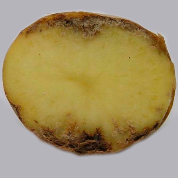 стеблевая картофельная нематода