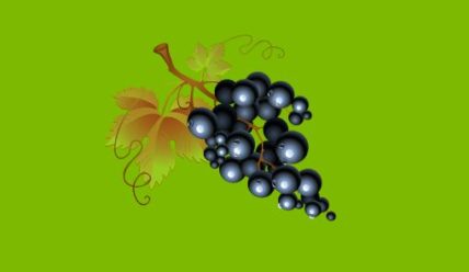 Подкормка винограда корневая и внекорневая