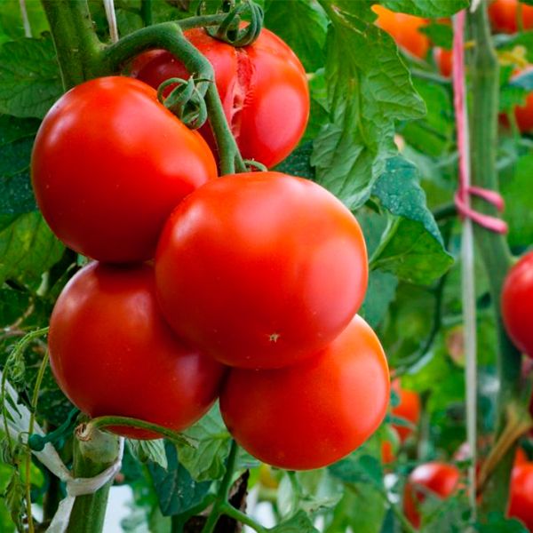 применения гумата калия для томатов