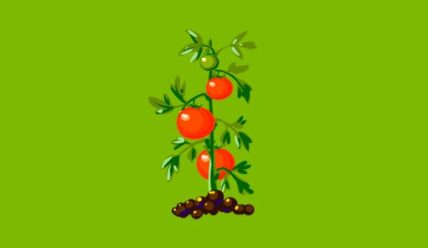 Подкормка томатов фосфорно калийными удобрениями во время цветения и завязывания плодов