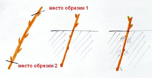 подрезка черенков