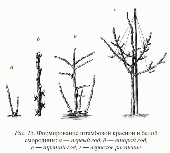 формирования штамба смородины